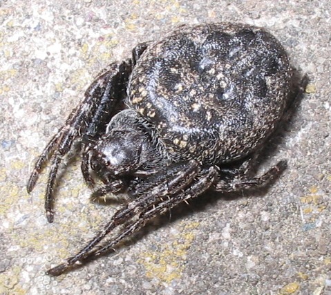 Nuctenea, Cyrtarachne, Araneus in corteggiamento, Cyrtophora
